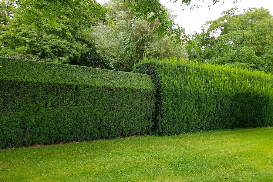 When-Is-The-Best-Time-To-Trim-and-Prune-Your-Hedges