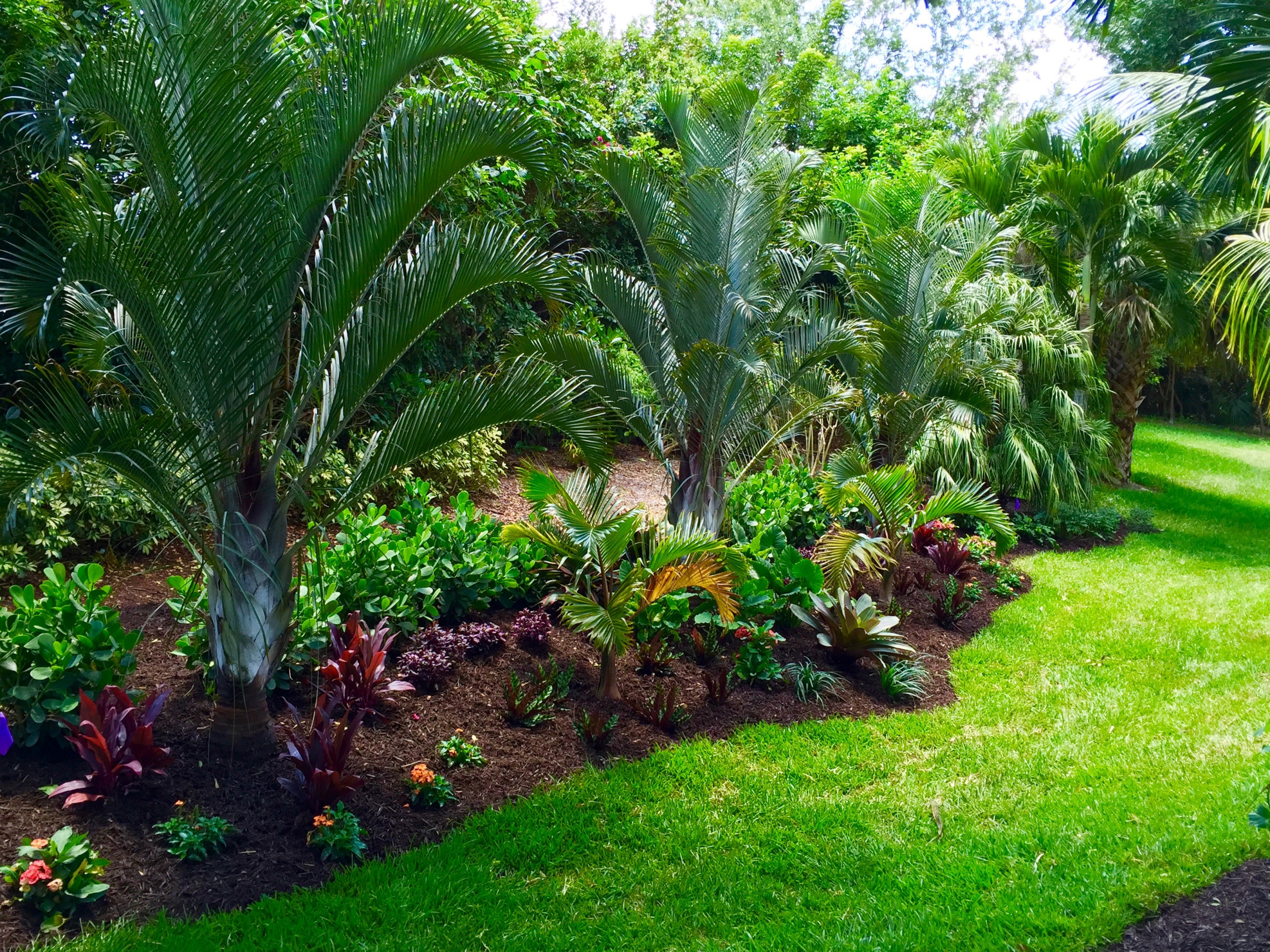 tropical-front-and-backyard-landscapes-palms-and-color-construction-landscape-llc-img~78b126eb05e746b3_14-0948-1-5ee38b3