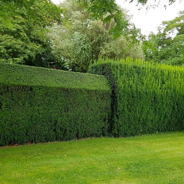 When-Is-The-Best-Time-To-Trim-and-Prune-Your-Hedges